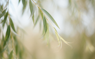 Les ventouses chez l’enfant : une approche douce inspirée de la médecine chinoise